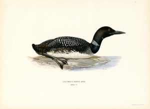 Common Loon (színes litho) alkotó: Magnus Ferdinand and Wilhelm von Wright