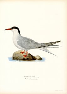 Közönséges csér (színes litó) alkotó: Magnus Ferdinand and Wilhelm von Wright
