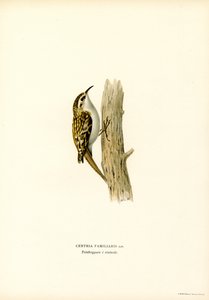 Common Treecreeper (színes litó) alkotó: Magnus Ferdinand and Wilhelm von Wright