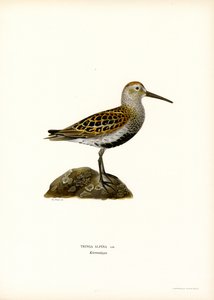 Dunlin (színes litó) alkotó: Magnus Ferdinand and Wilhelm von Wright