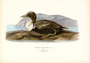 Eder kacsa (színes litho) alkotó: Magnus Ferdinand and Wilhelm von Wright