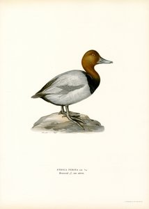 Európai pochard (színes litho) alkotó: Magnus Ferdinand and Wilhelm von Wright