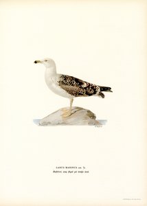 Fekete hátú sirály (színes litó) alkotó: Magnus Ferdinand and Wilhelm von Wright