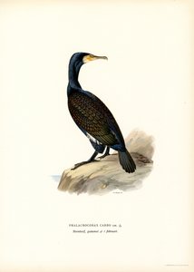 Nagy kormorán (színes litó)
