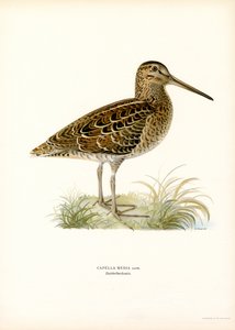 Great Snipe (colour litho)   1412994   hu       hungarian Successfully Translated  Original: Lampornis veraguensis (Veraguan Mango) Translat: Lampornis veraguensis (Veraguan Mango) 1251004 hu hungarian Successfully Translated Original: Vossenvuren op Oudej alkotó: Magnus Ferdinand and Wilhelm von Wright