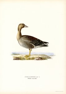fehérhomlú liba (színes litó) alkotó: Magnus Ferdinand and Wilhelm von Wright