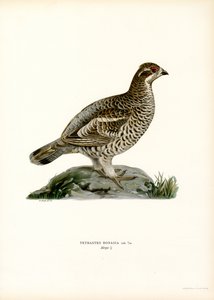 Hazel Grouse (színes litó)