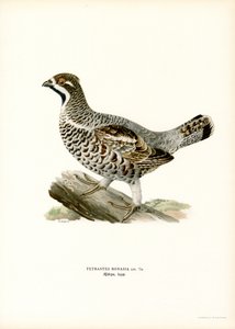 Hazel Grouse (színes litó) alkotó: Magnus Ferdinand and Wilhelm von Wright
