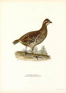 Hazel Grouse (színes litó) alkotó: Magnus Ferdinand and Wilhelm von Wright