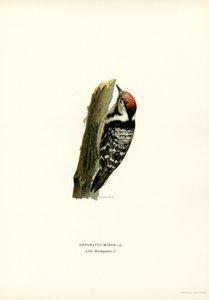 kis pettyes harkály (színes litho) alkotó: Magnus Ferdinand and Wilhelm von Wright