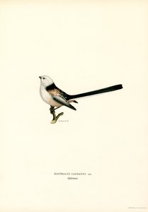 Hosszúfarkú cinege (színes litó) alkotó: Magnus Ferdinand and Wilhelm von Wright