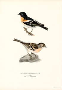 Hegyi pinty (színes litho) alkotó: Magnus Ferdinand and Wilhelm von Wright