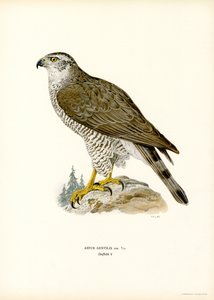 Northern Goshawk (színes litó) alkotó: Magnus Ferdinand and Wilhelm von Wright