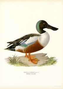 Northern Shoveler (colour litho)   1406743   hu       hungarian Successfully Translated  Original: Evangeline Translat: Evangeline 1337510 hu hungarian Successfully Translated Original: Wind-Swept Sands Translat: Wind-Swept Sands 1421769 hu hungarian Succe alkotó: Magnus Ferdinand and Wilhelm von Wright