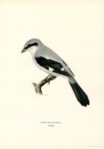 Northern Shrike (színes litó)