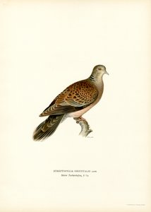 Oriental Turtle Dove (colour litho)   1412968   hu       hungarian Successfully Translated  Original: Carnaval Translat: Carnaval 1293033 hu hungarian Successfully Translated Original: Egyptische hoogwaardigheidsbekleder legt een bezoek af Translat: Egypti alkotó: Magnus Ferdinand and Wilhelm von Wright