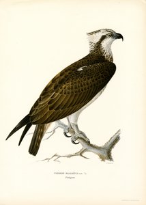 Osprey (színes litho)