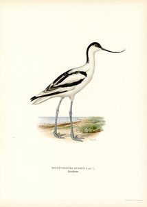 Pied Avocet (színes litó) alkotó: Magnus Ferdinand and Wilhelm von Wright
