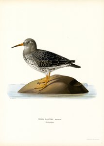Purple Sandpiper (színes litho) alkotó: Magnus Ferdinand and Wilhelm von Wright