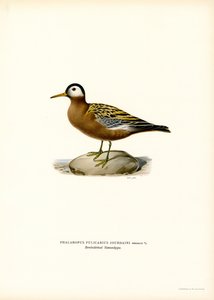 Vörös phalarope (színes litho) alkotó: Magnus Ferdinand and Wilhelm von Wright