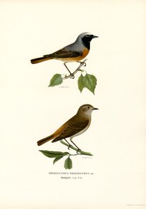 Redstart (színes litho) alkotó: Magnus Ferdinand and Wilhelm von Wright