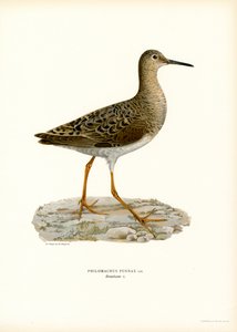 Ruff (színes litó) alkotó: Magnus Ferdinand and Wilhelm von Wright