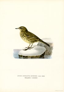 Water Pipit (színes litho) alkotó: Magnus Ferdinand and Wilhelm von Wright