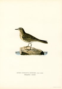 Water Pipit (színes litho) alkotó: Magnus Ferdinand and Wilhelm von Wright