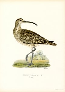 Whimbrel (színes litó) alkotó: Magnus Ferdinand and Wilhelm von Wright