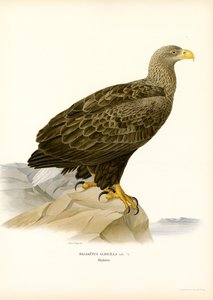 Fehérfarkú sas (színes litho) alkotó: Magnus Ferdinand and Wilhelm von Wright