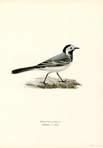 White Wagtail (színes litho) alkotó: Magnus Ferdinand and Wilhelm von Wright