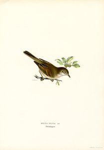 Whitethroat (színes litho) alkotó: Magnus Ferdinand and Wilhelm von Wright