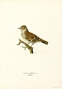 Fa pacsirta (színes litó) alkotó: Magnus Ferdinand and Wilhelm von Wright
