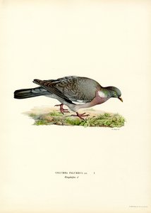 Erdei galamb (színes litho) alkotó: Magnus Ferdinand and Wilhelm von Wright