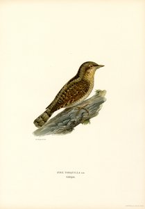 Wryneck (színes litó) alkotó: Magnus Ferdinand and Wilhelm von Wright