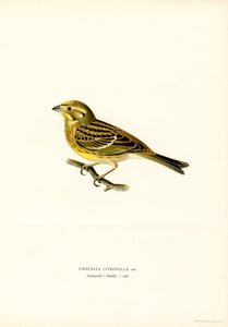 Yellowhammer (Emberiza citrinella) (színes litho) alkotó: Magnus Ferdinand and Wilhelm von Wright