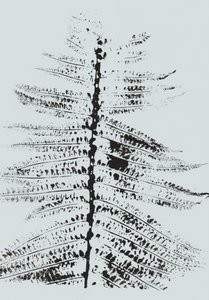 Fekete tinta Fern