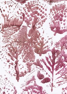 Organikus Maroon Flow