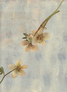 Pale Blue Botanicals alkotó: Maira Ribena