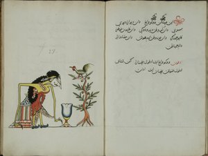 Kurkuma Java, MS 41 p. 54, 27. kép, 1830