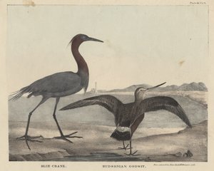 Kék daru, Hudsonian Godwit, Childs és Inman litográfiája, J. és T. Doughty "The Cabinet of Natural History and American Rural Sports" című művéből, 1832. alkotó: Mannevillette Elihu Dearing Brown