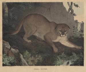 Puma vagy párduc, J.T. Doughty "From Cabinet of Natural History and American Rural Sports" című művéből, 1832. alkotó: Mannevillette Elihu Dearing Brown