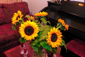 Világossárga napraforgó vagy Helianthus Annuus a kolumbiai Andok-hegységből díszít egy otthont Bogota városában alkotó: Mano Chandra Dhas