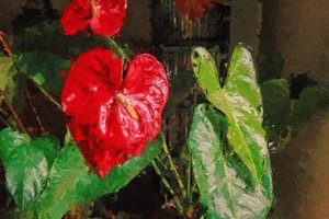 Nagy piros szív alakú Anthurium alkotó: Mano Chandra Dhas