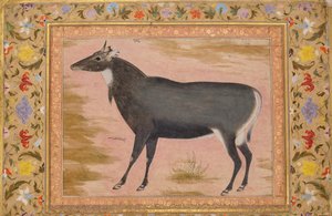 Tanulmány egy Nilgai kék bikáról, Folio a Shah Jahan albumból, verso: kb. 1620, recto kb. 1540.