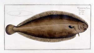 Természettudományi tábla: La Sole d