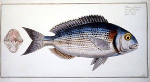 Természettudományi tábla: Marc Elieser Bloch Ichtyologie keszeg Párizs - Berlin - London 1787. alkotó: Marcus Élieser Bloch
