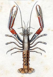 Természettudományi tábla: A Langoustine Marc Elieser Bloch Ichtyologie után Párizs - Berlin - London 1787. alkotó: Marcus Élieser Bloch