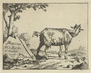 Hátulról nézve álló kecske Goats and Bucks (sorozat címe)