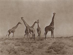 Kenya síkságán